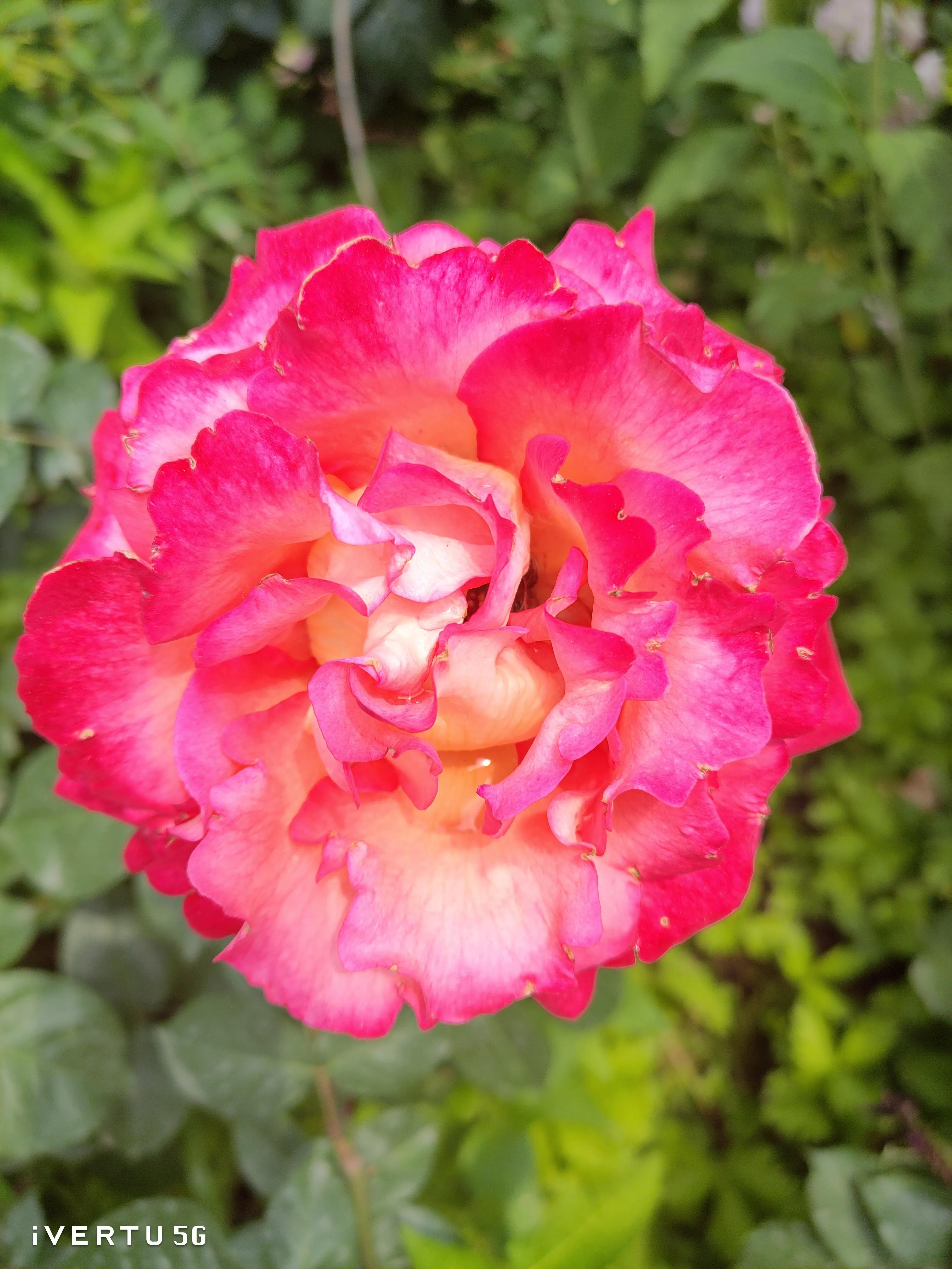 北京盆栽月季可以户外过冬吗,北京植物园市花月季