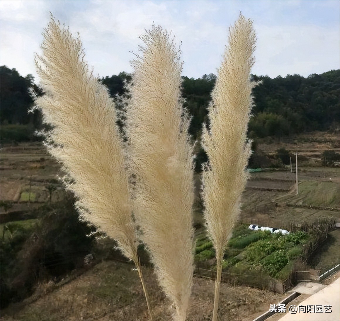 芦苇能卖多少钱,芦苇可以卖多少钱