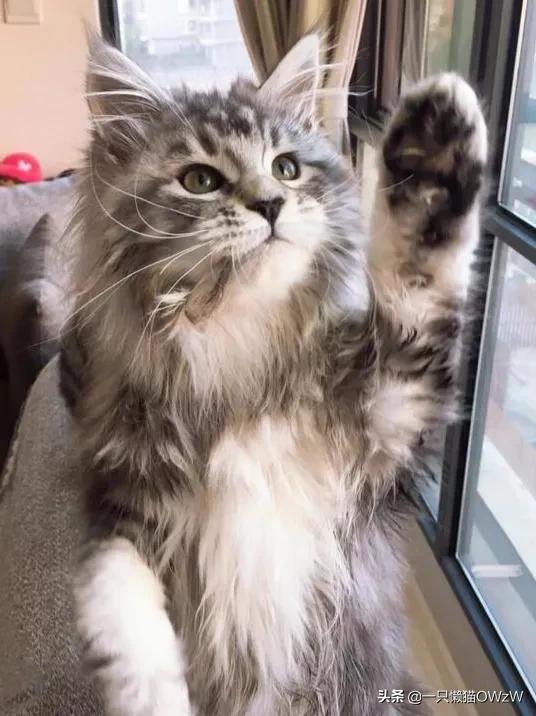 我家的缅因猫长得像老虎,缅因猫为什么像老虎