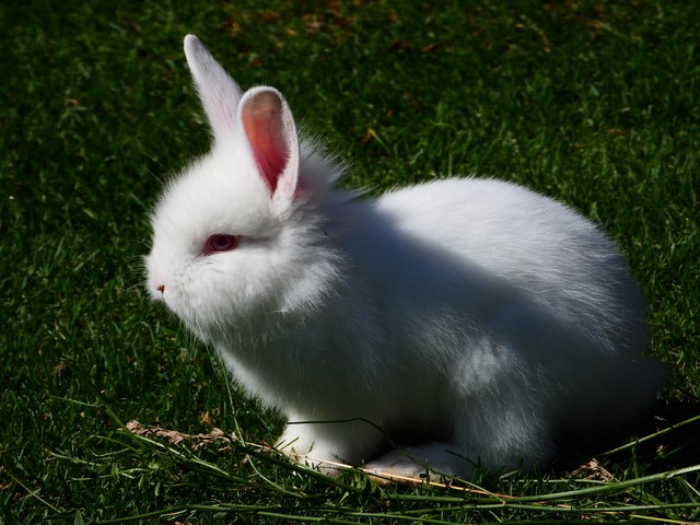 有关兔的古诗及解析,有关兔的古诗不少于3首