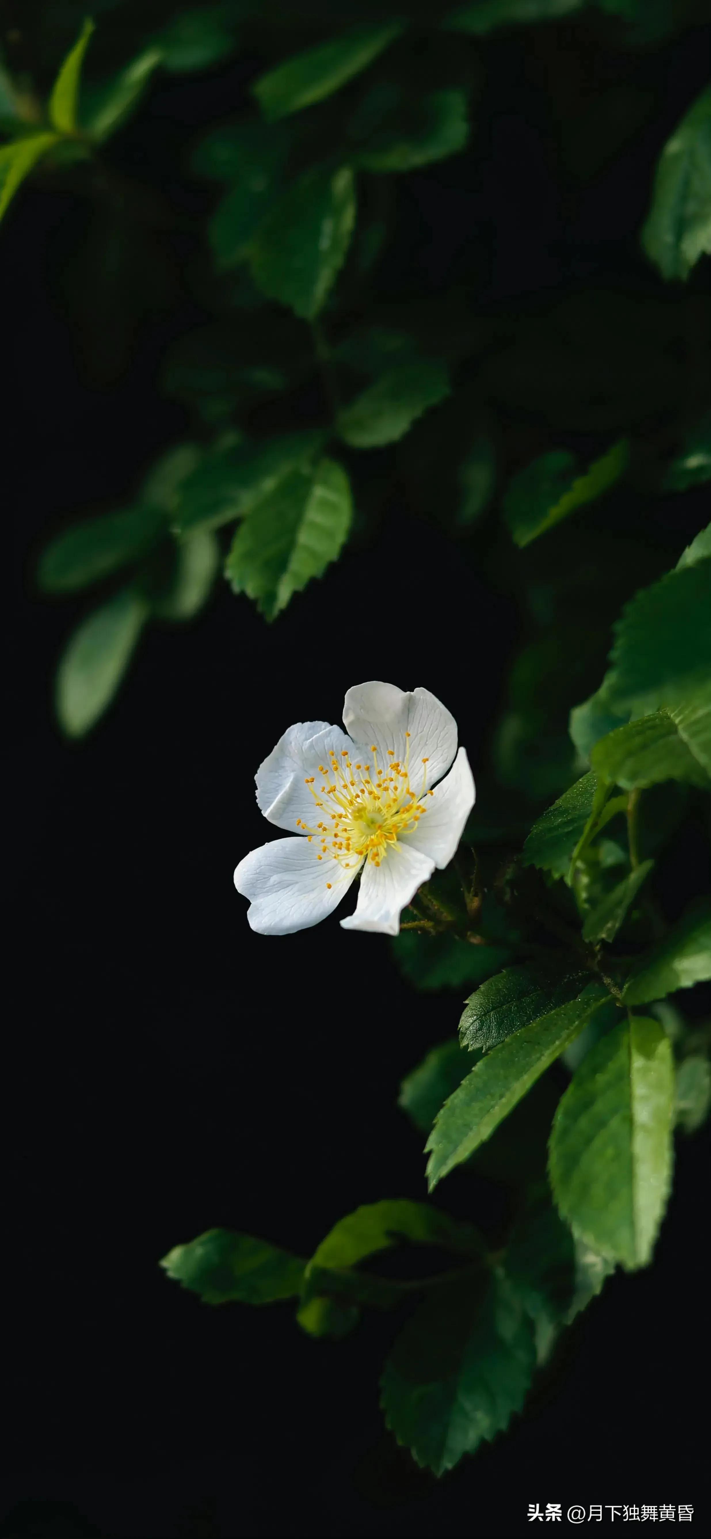 夏天壁纸图高清,壁纸夏天的太阳
