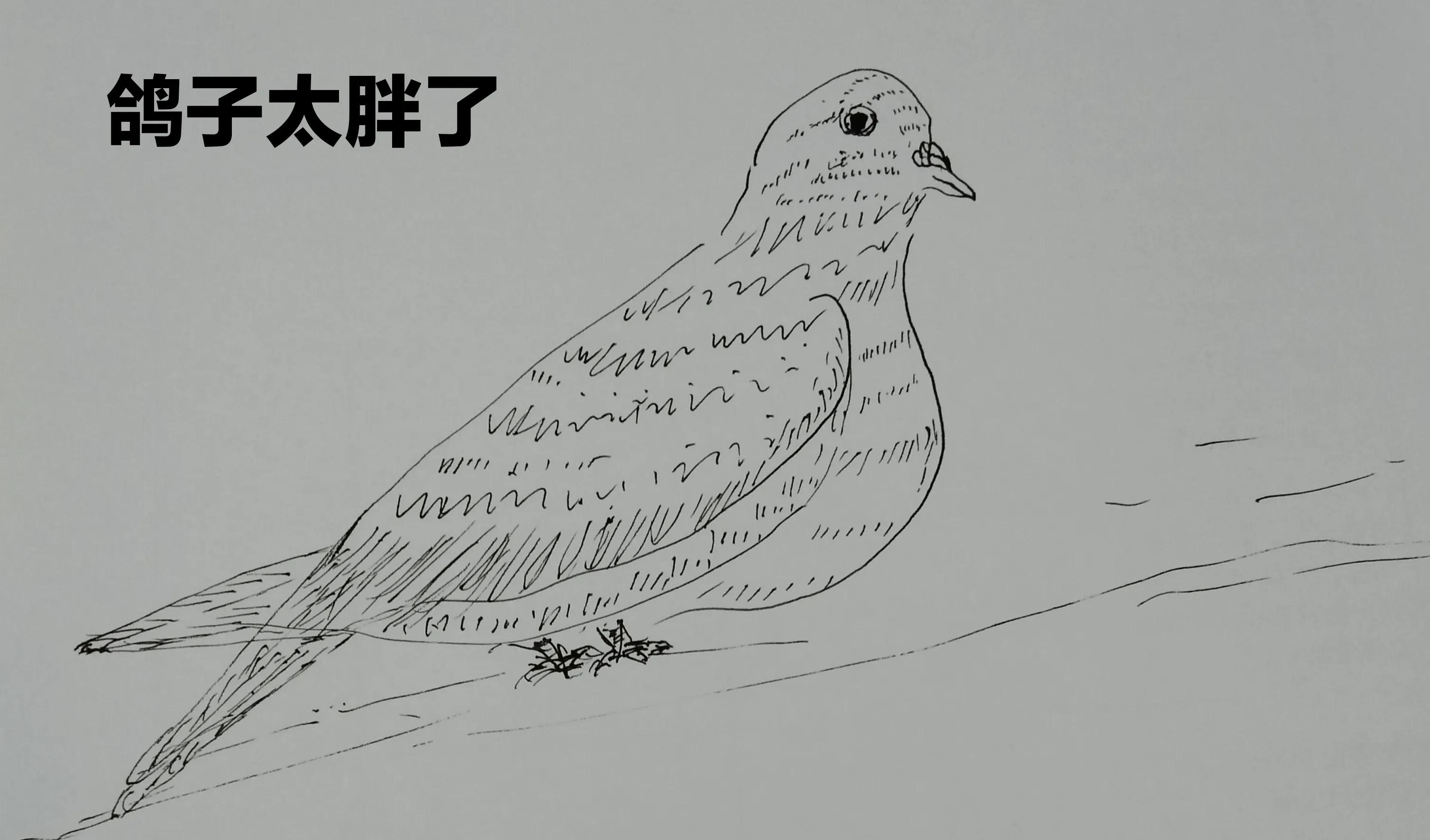 回民养鸽子的好处,养黑色鸽子对养鸽人有什么好处