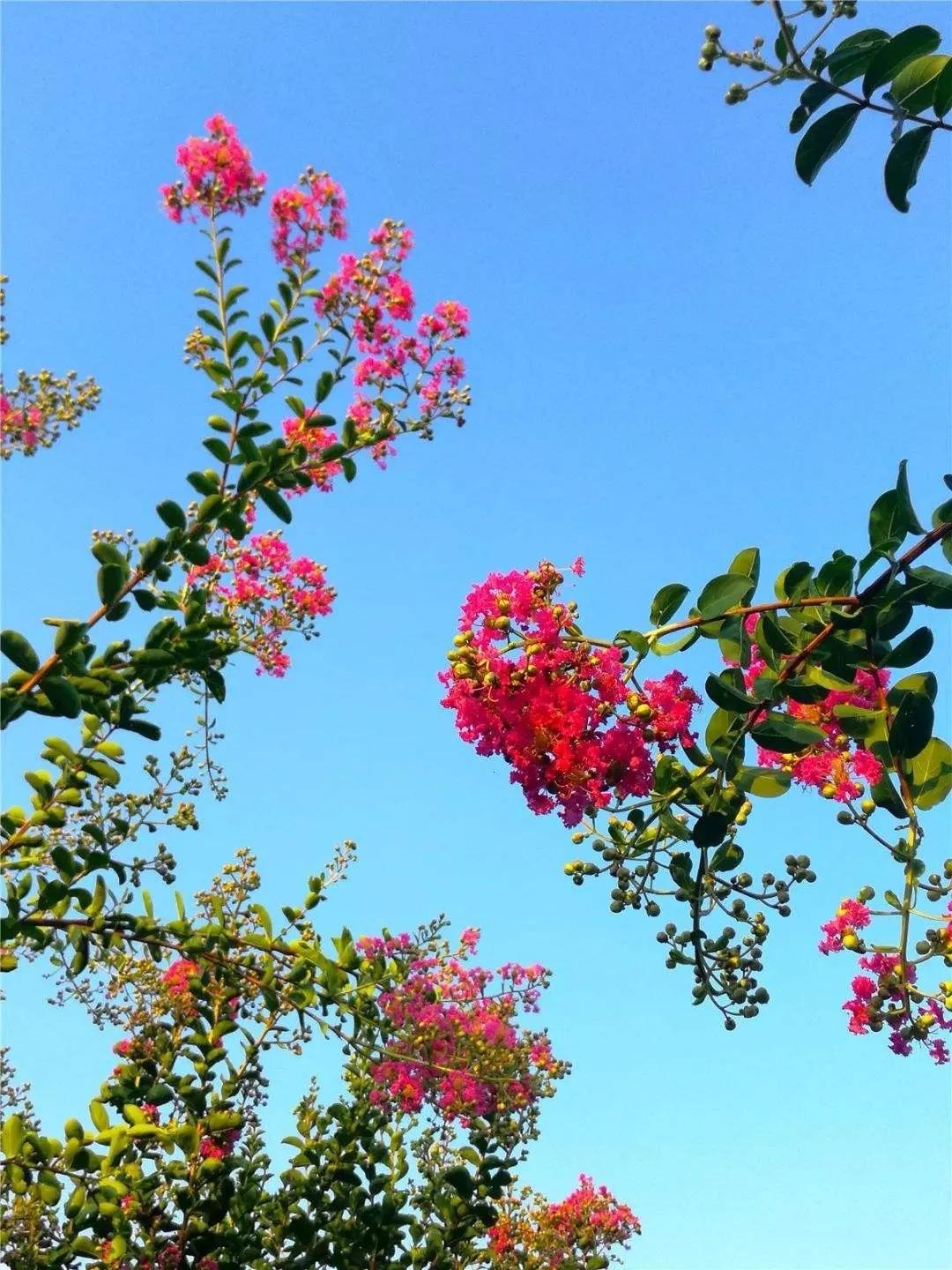 紫薇花壁纸高清全屏,唯美紫壁纸