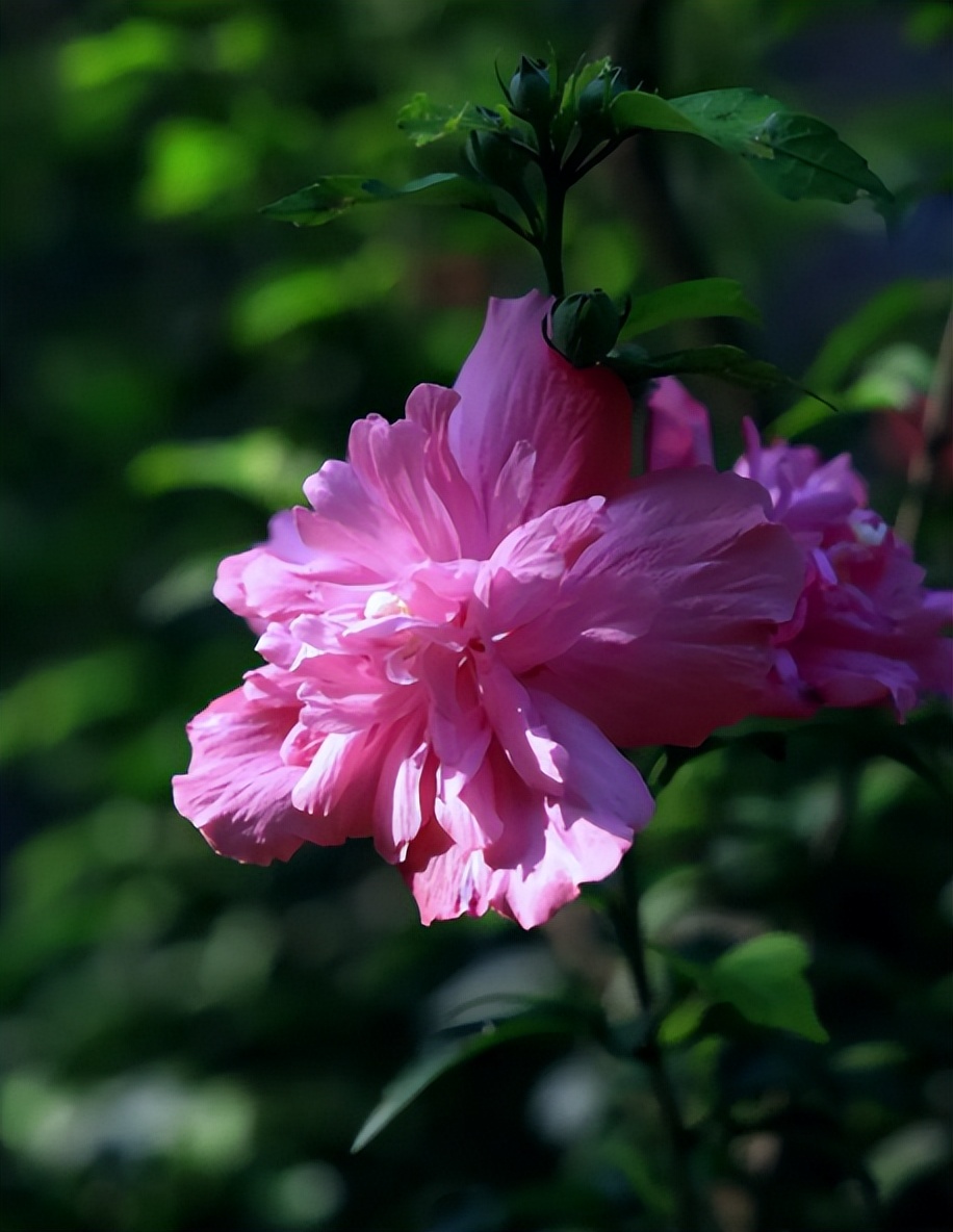 赞美木槿花最经典的诗句,关于木槿花唯美古诗句有哪些