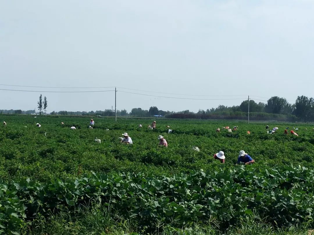 投资5000万的食品工业园,投资600亿长葛城北产业新城