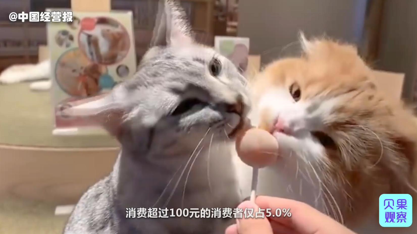 国内外猫咖近几年现状,猫咖到底有多强