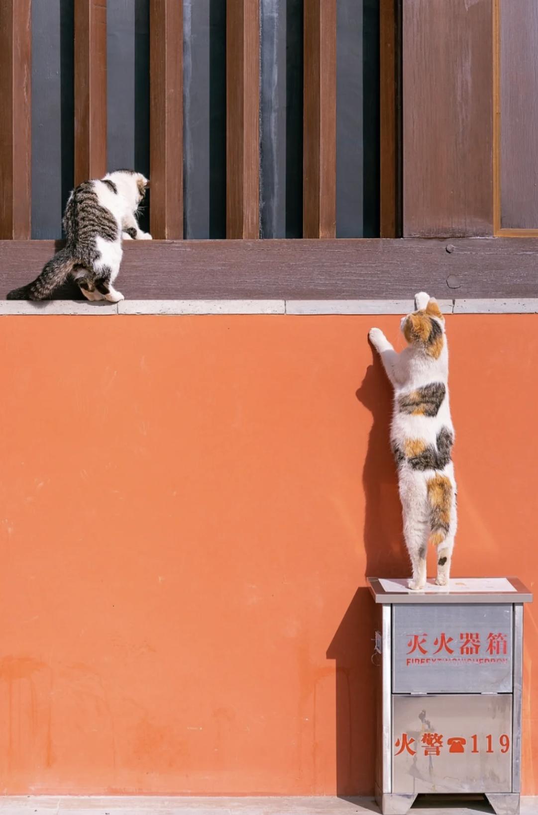 治愈系壁纸｜132张可爱小猫咪的样子