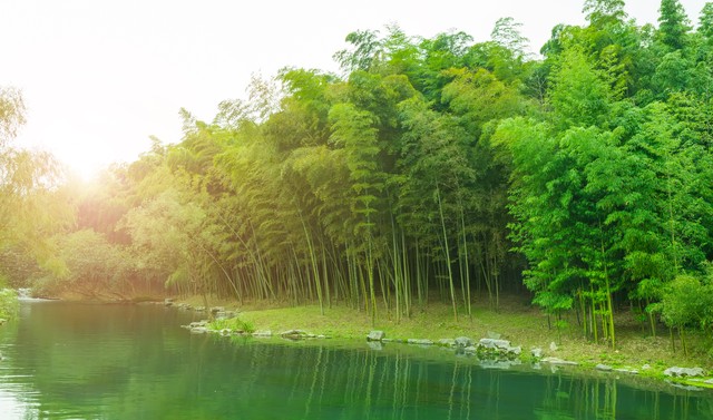 夏天竹子诗句古诗大全,写风吹绿竹的诗词