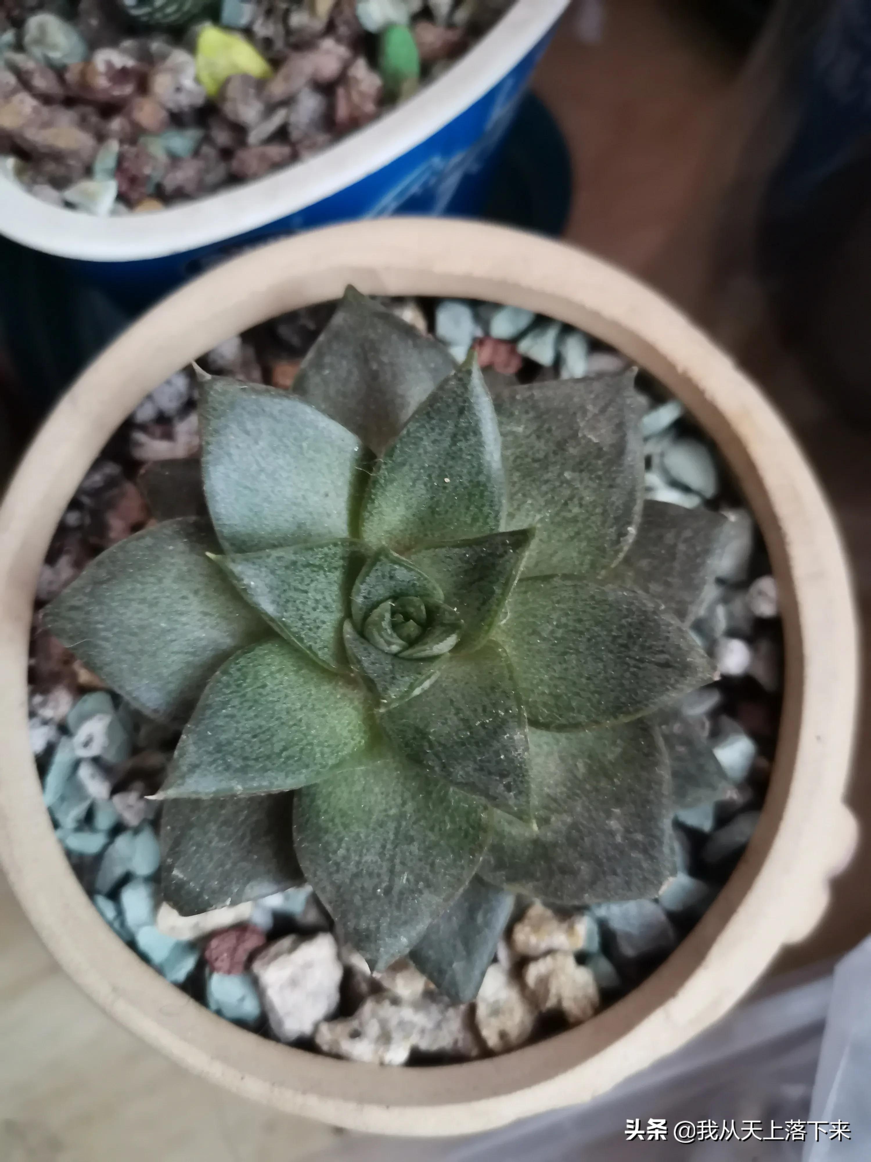 多肉品种及图片大全欣赏,多肉品种辨别图片大全欣赏