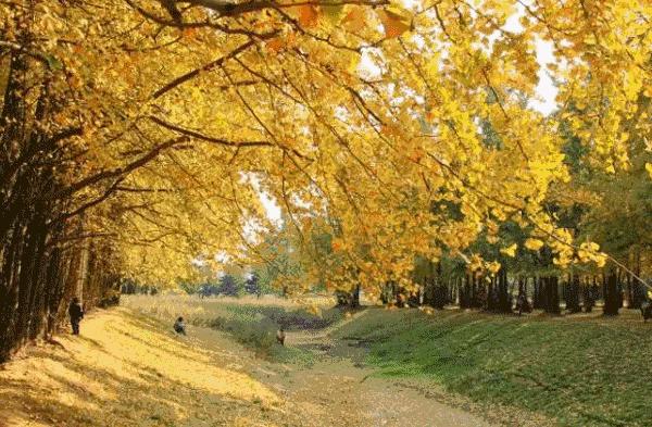 成都电子科技大学全名叫什么,电子科技大学是在成都还是四川