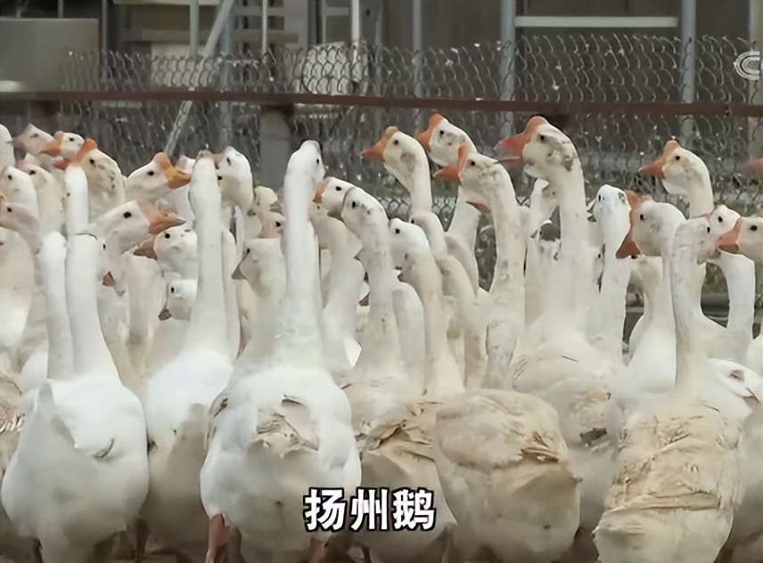 养鹅致富的成功案例,养鹅大王创业之路