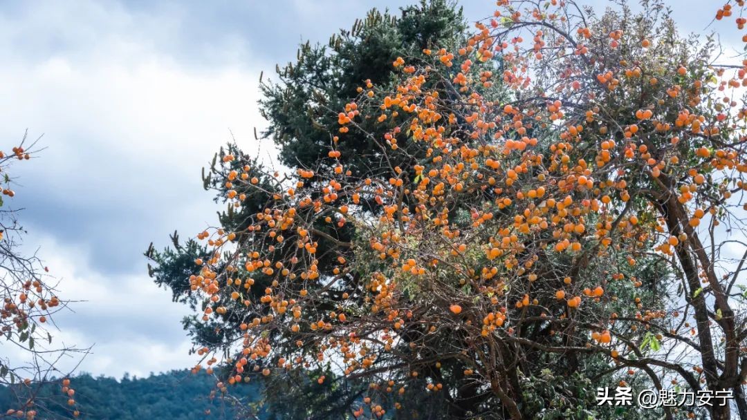 您有一份来自温泉的“柿柿如意”，请注意查收！