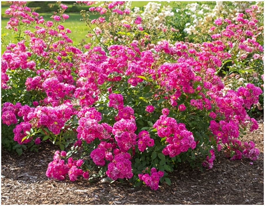 经典玫瑰品种 (玫瑰植物品种)