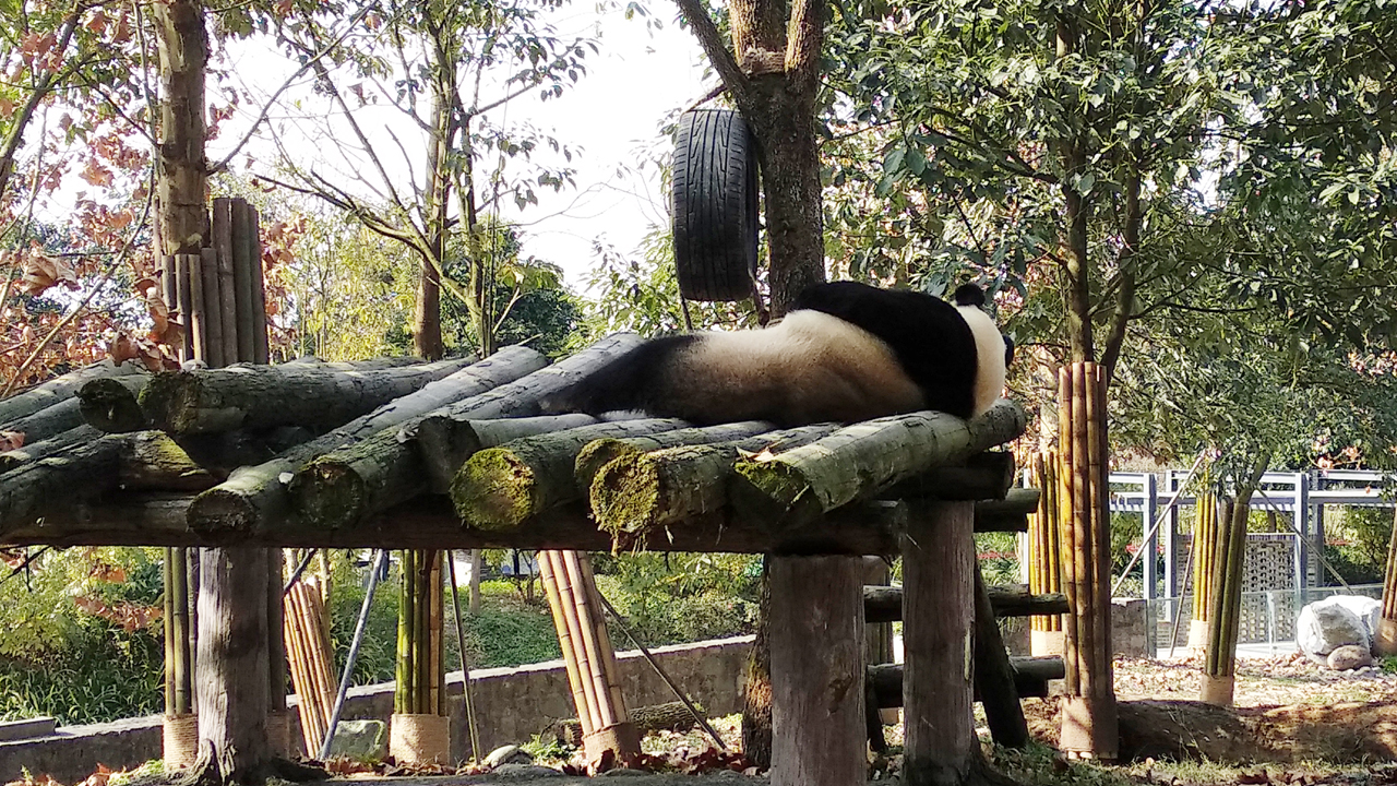 三打一老虎打狮子,狮虎大战老虎被英国人放冷枪