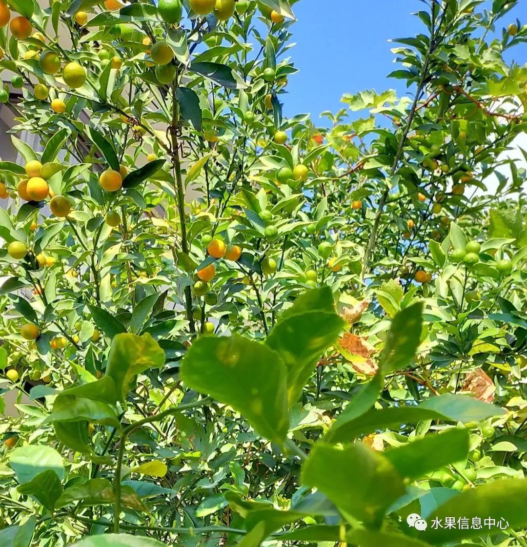 金桔产地视频,金桔多少个品种