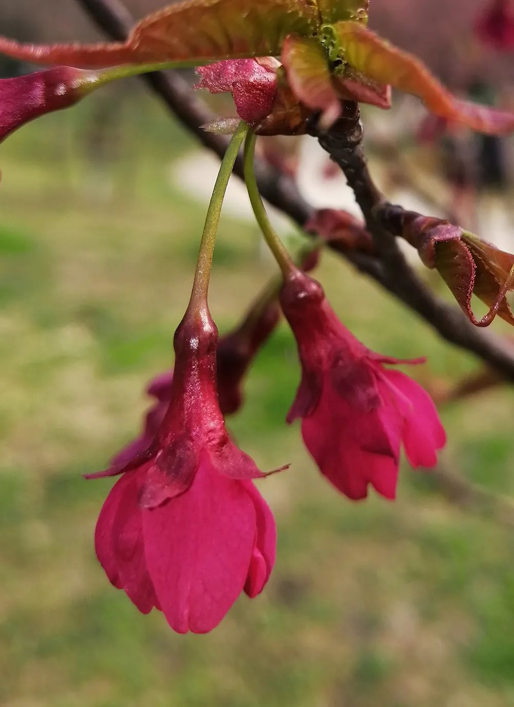 初春河津樱花图片大全,河津樱花品种大全