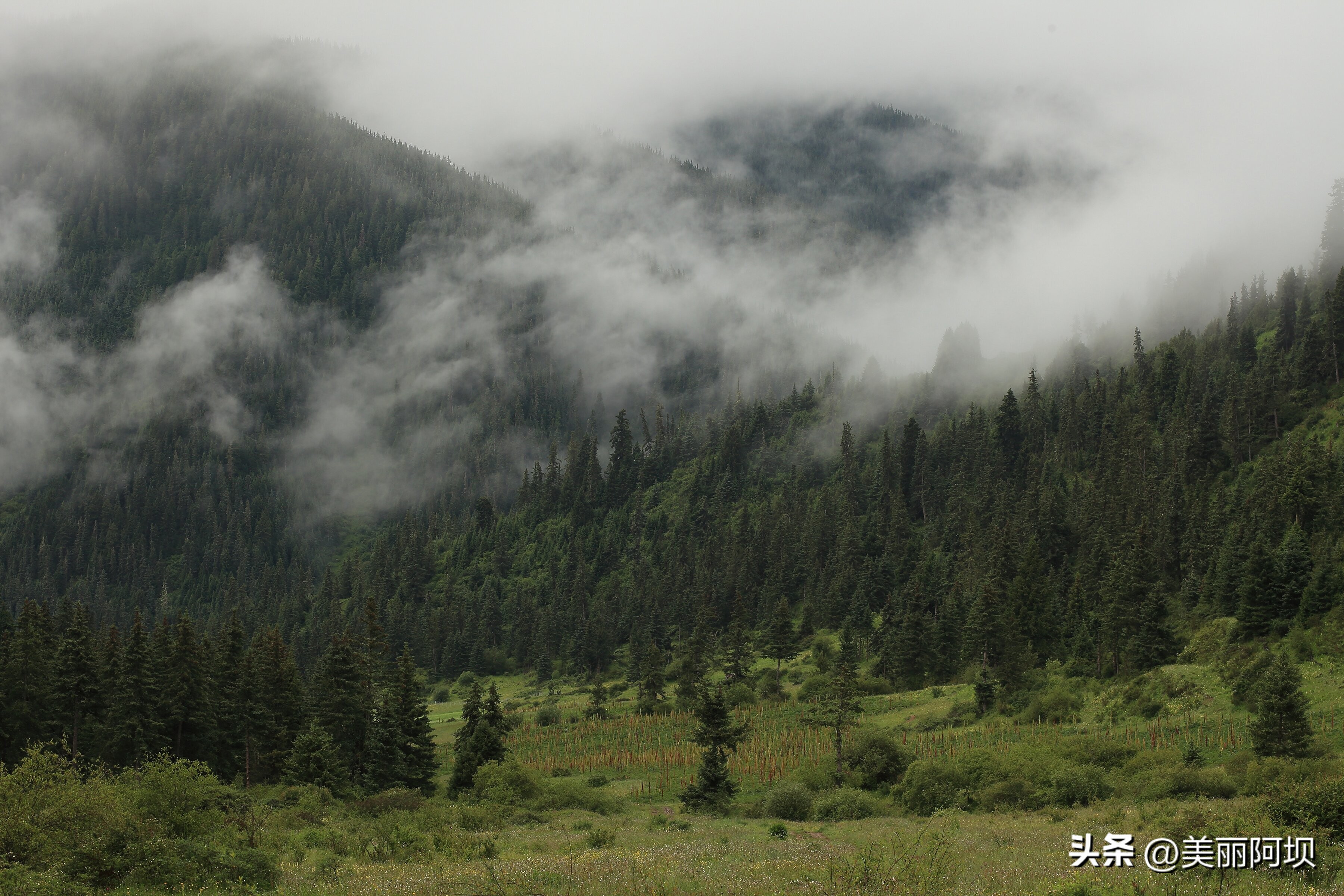 景区推荐附近动物,适合乡村景区动物推荐