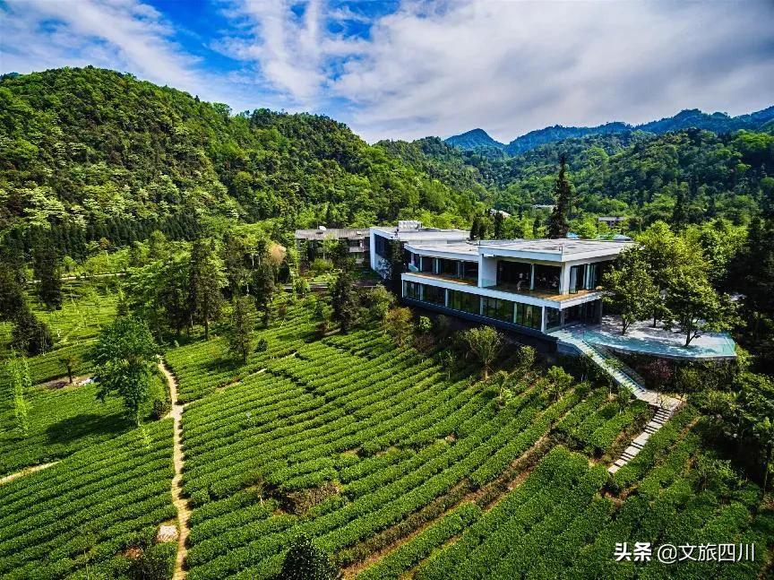 国际敬茶日,国际茶日徽茶迎天下