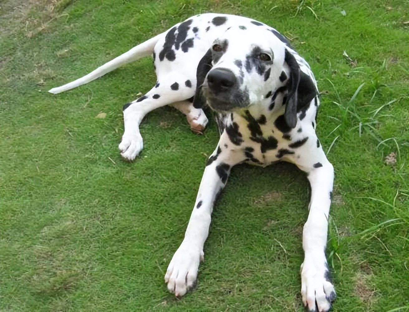 斑点狗杂交拉布拉多,杂交的斑点狗是什么样的啊