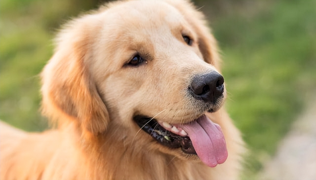 如果你也想要养一条金毛,这些钱必须花,每一种都不能省