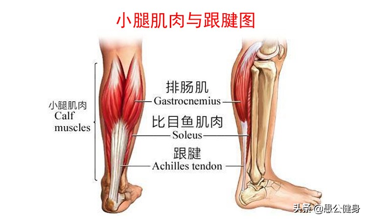 好的弹跳力是怎样来的？