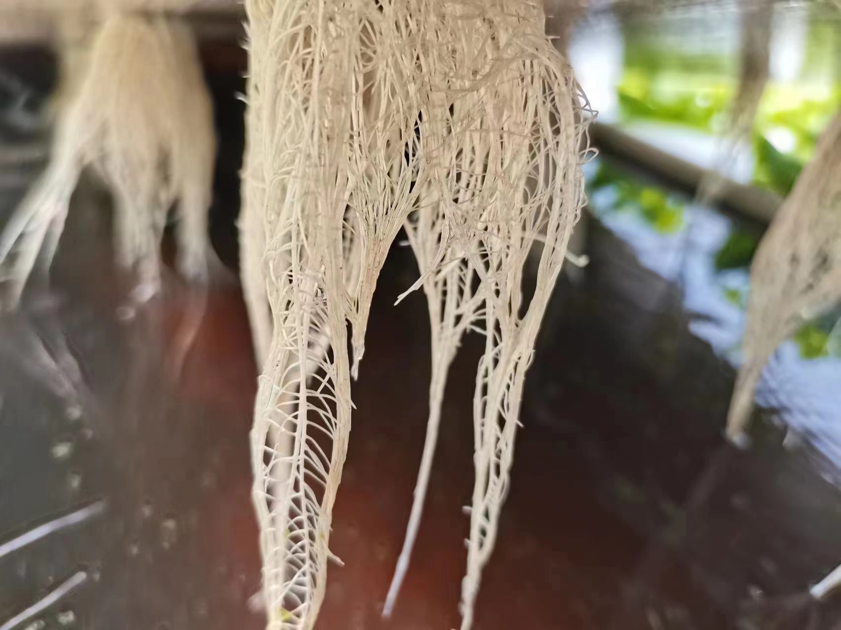 水培菜种植方法营养液,水培生菜多久换一次营养液