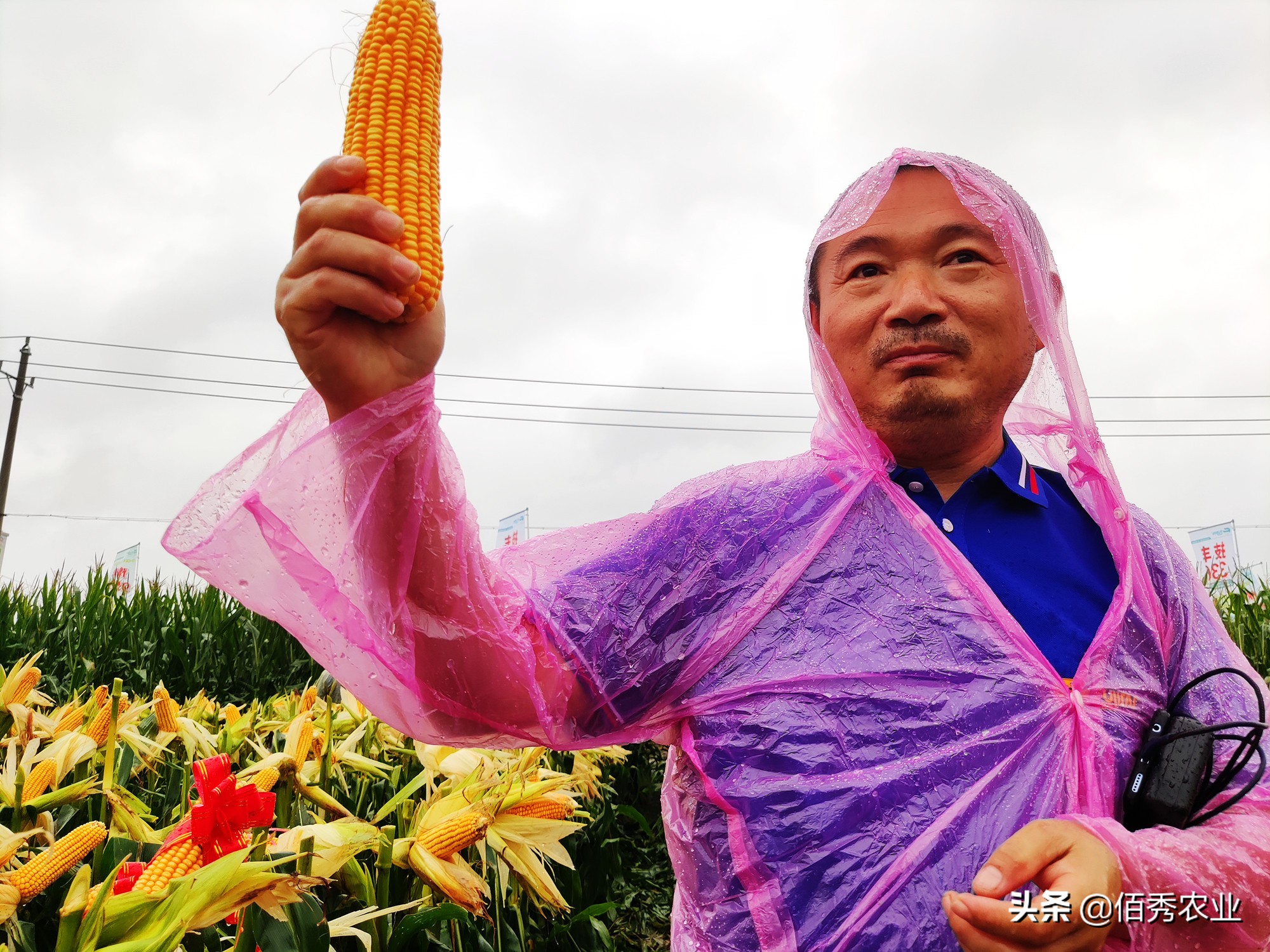 农资店玉米品种介绍,2023年抗锈病玉米种排名列表