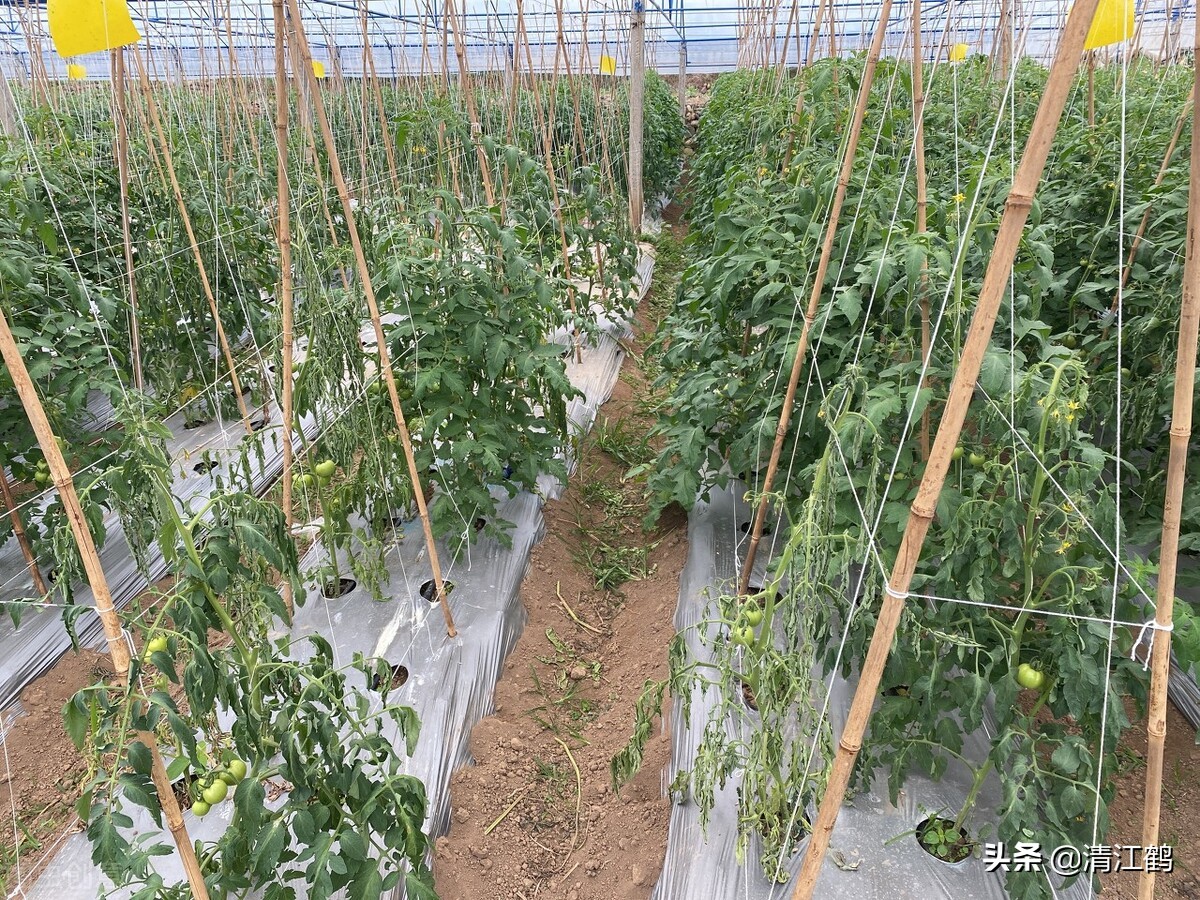 哈茨木霉菌和什么复配好,哈茨木霉菌和哪种有机肥搭配好