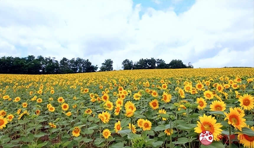 北海道的薰衣草花海在哪里,日本北海道薰衣草花海图片