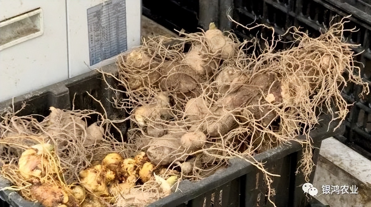 湖南安化黄精新闻,安化黄精优势在哪为何全国认可