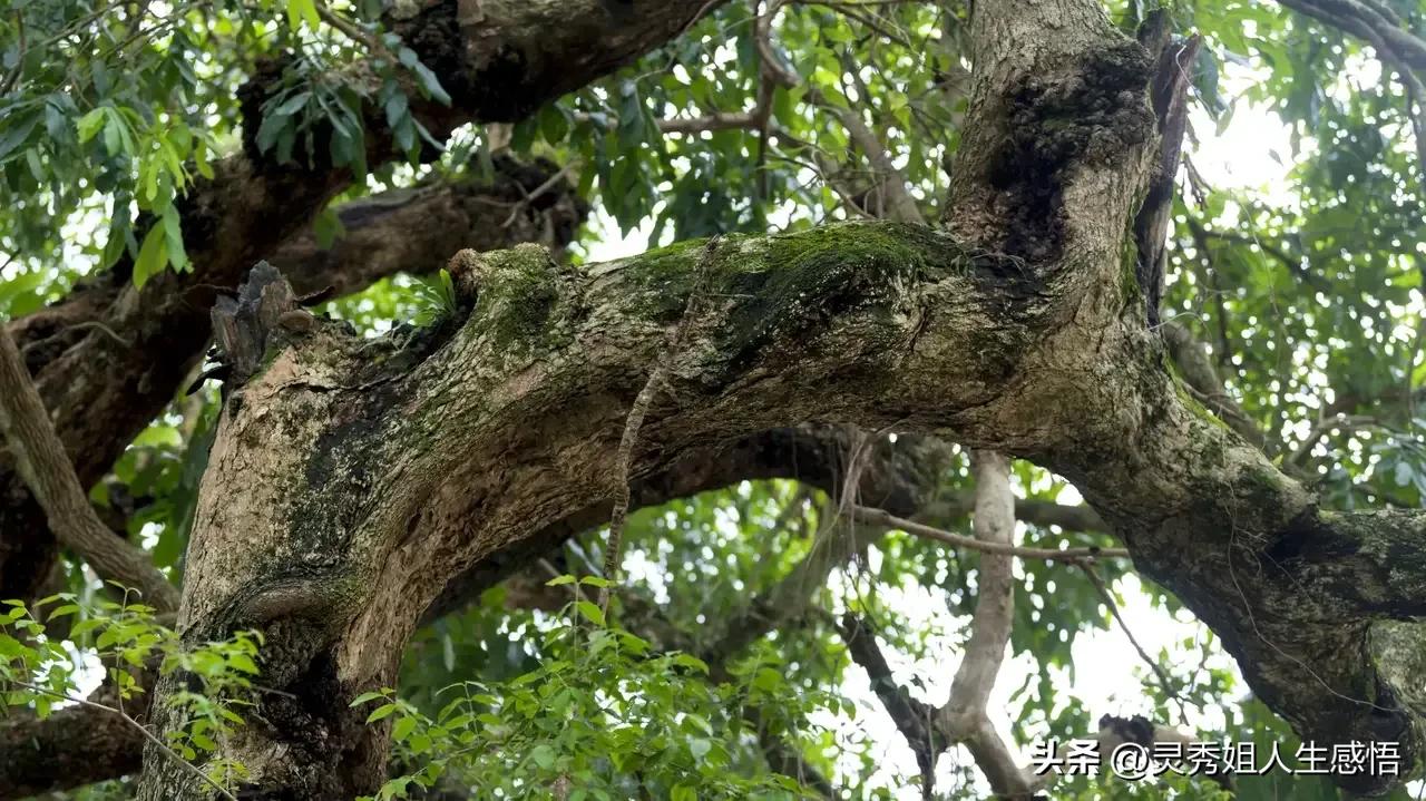 学唱粤语老歌,学粤语的方法广东话