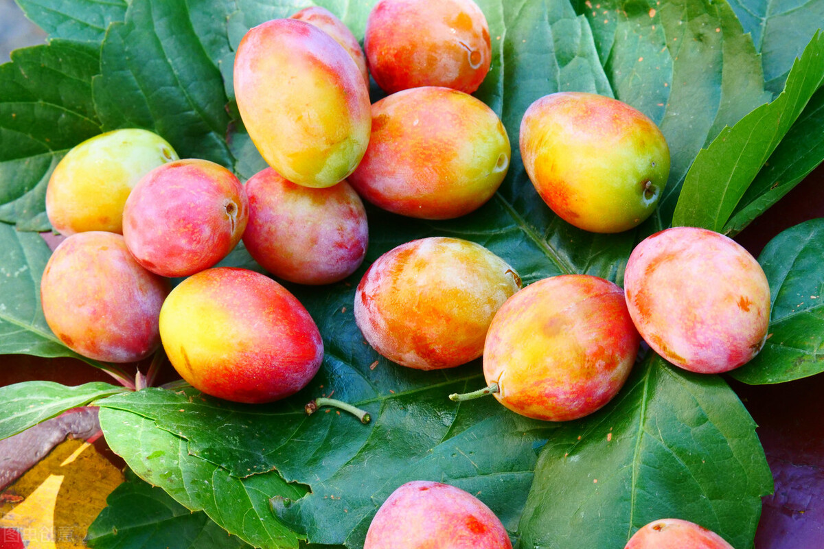 特别干的西梅和软的西梅哪种好,特级风干西梅与风干西梅的区别