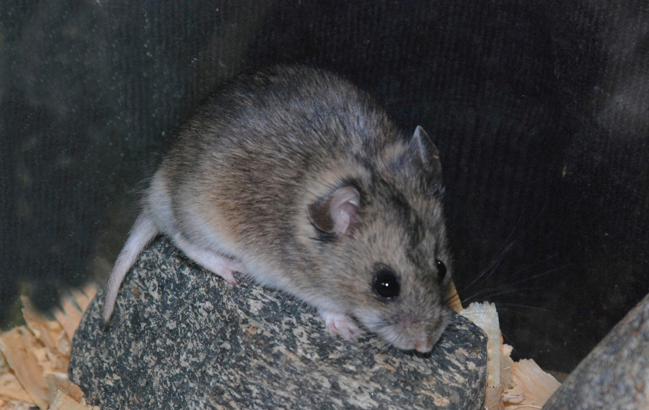 盘点7种常见的宠物仓鼠,仓鼠宠物有哪些种类