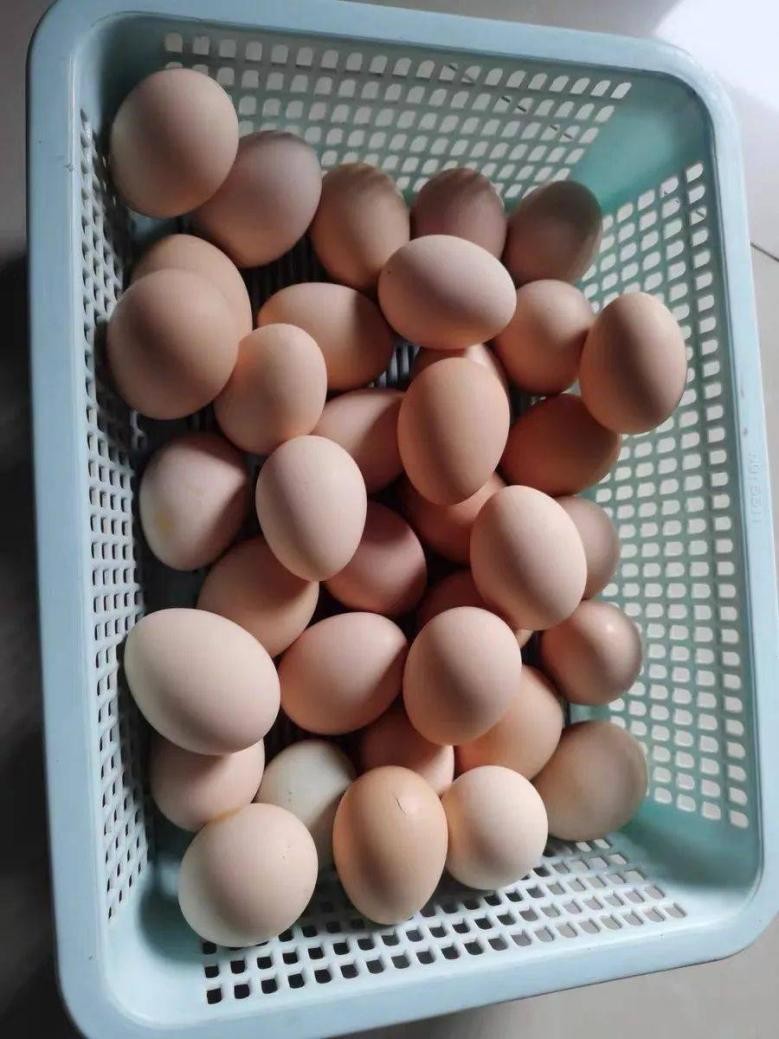 中裕百丰土鸡生态养殖基地,乡村振兴土鸡养殖