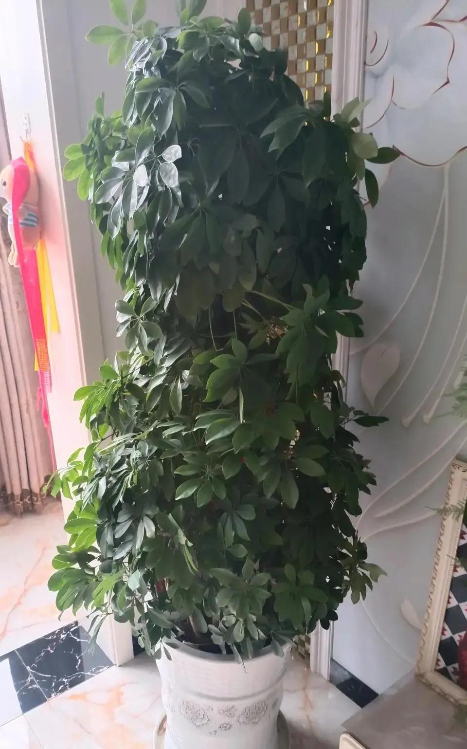 室内净化空气除甲醛最好养什么花,什么花净化空气除甲醛最好