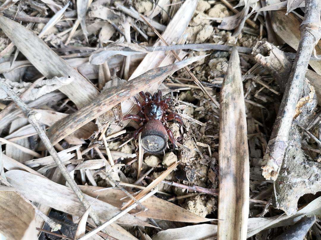 鍥涘窛鏉戞皯涓瘨,鍥涘窛鍐滄埛涓瘨