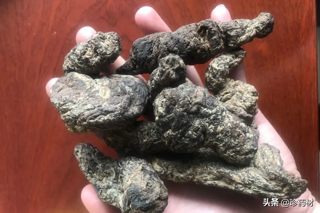 红花、百部、地黄、五味子、龙骨、茵陈、元胡、蒲公英等行情简析