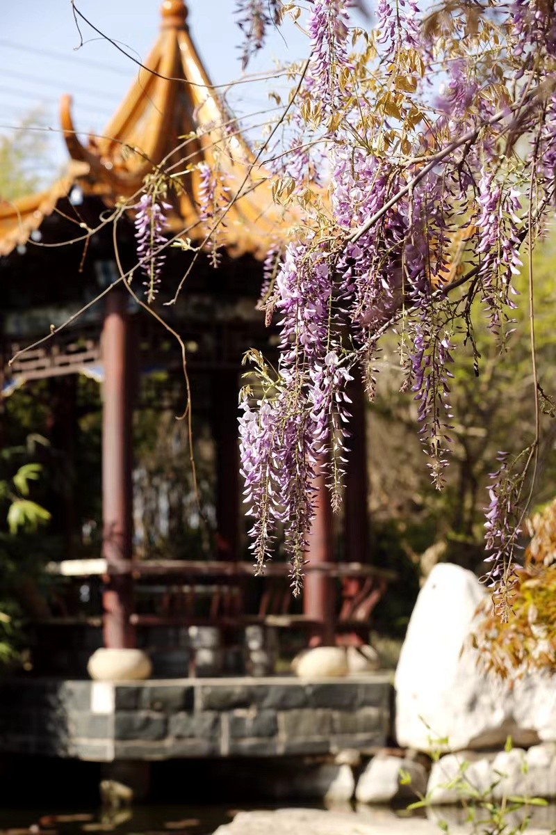 踏青寻找春季最美的时光,寻找最美春天春花烂漫正当时