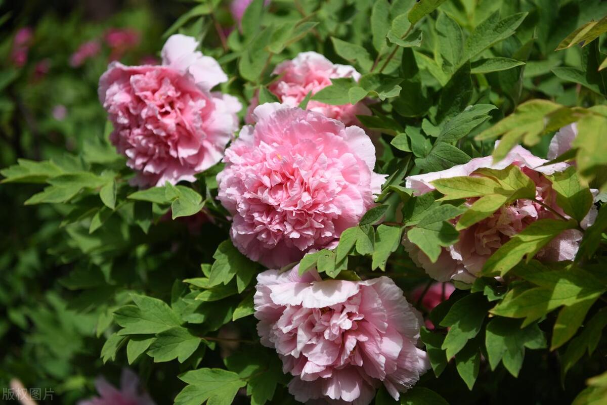 人间最美五月天春季赏樱正当时,5月北京三大赏花公园