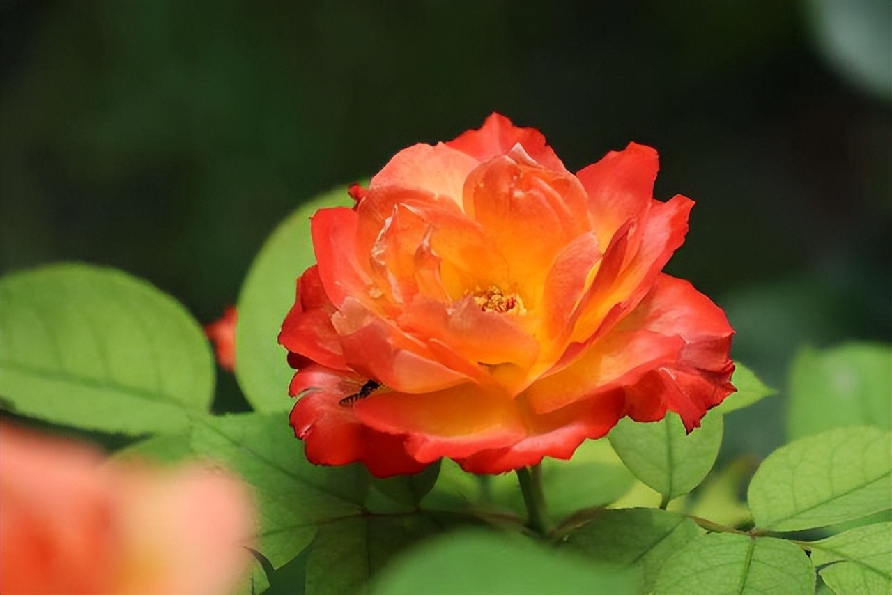 夏季最宜养花草有哪些品种,夏季养花草推荐