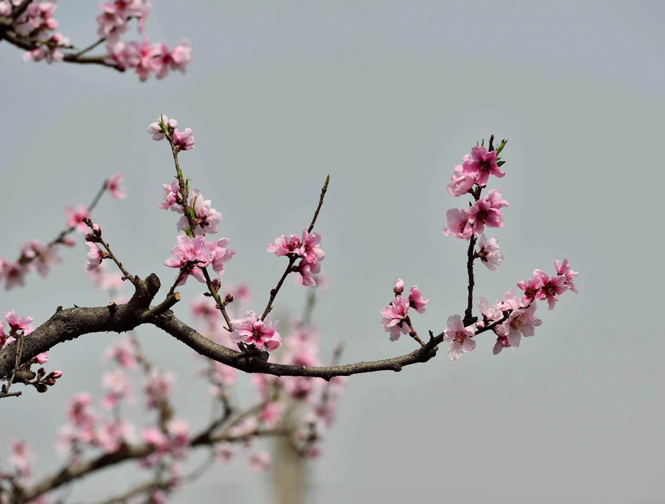 桃花七律藏头诗,七律桃花赋全文