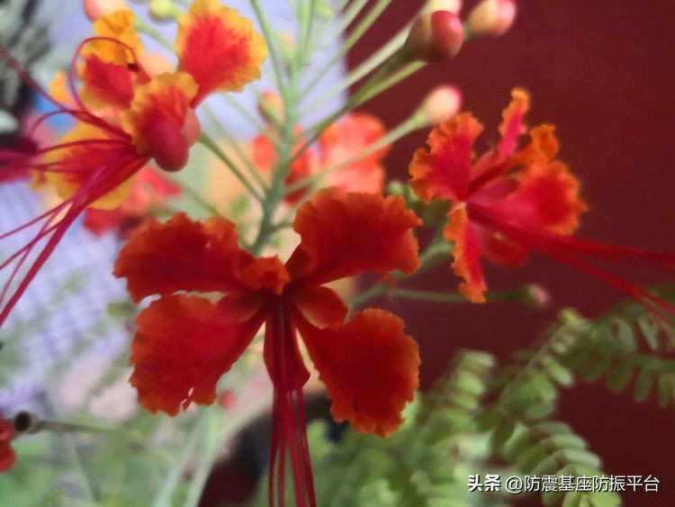 从发芽到开花的乐趣,从种子到果实成熟的感悟