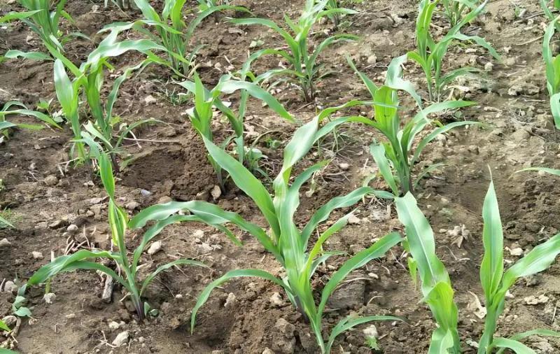 玉米长叉子是掰好还是不掰好,玉米根部有叉子该不该掰掉