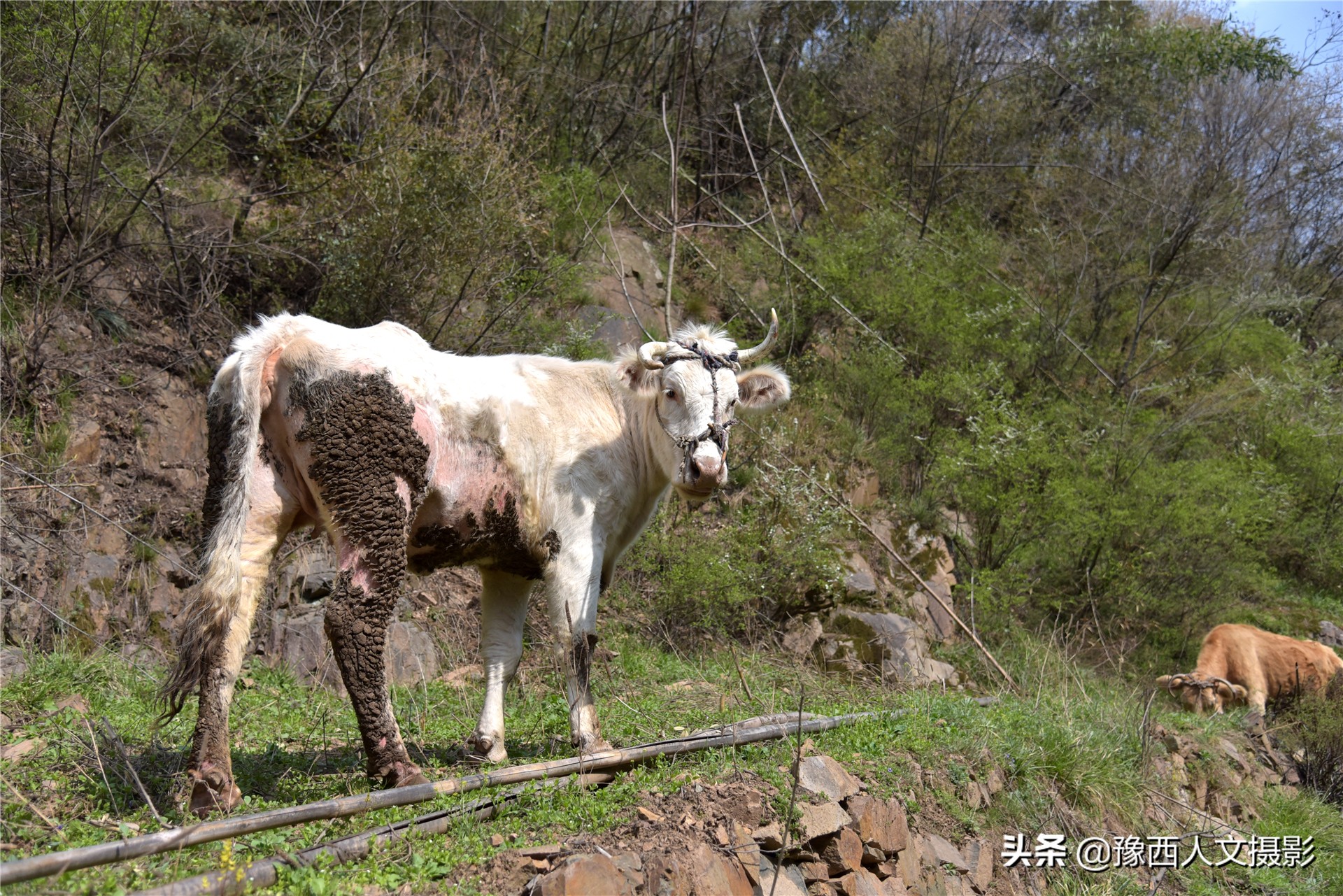 74岁大叔住深山不见人，天天跟老伴儿“捉迷藏”，买一袋盐吃半年