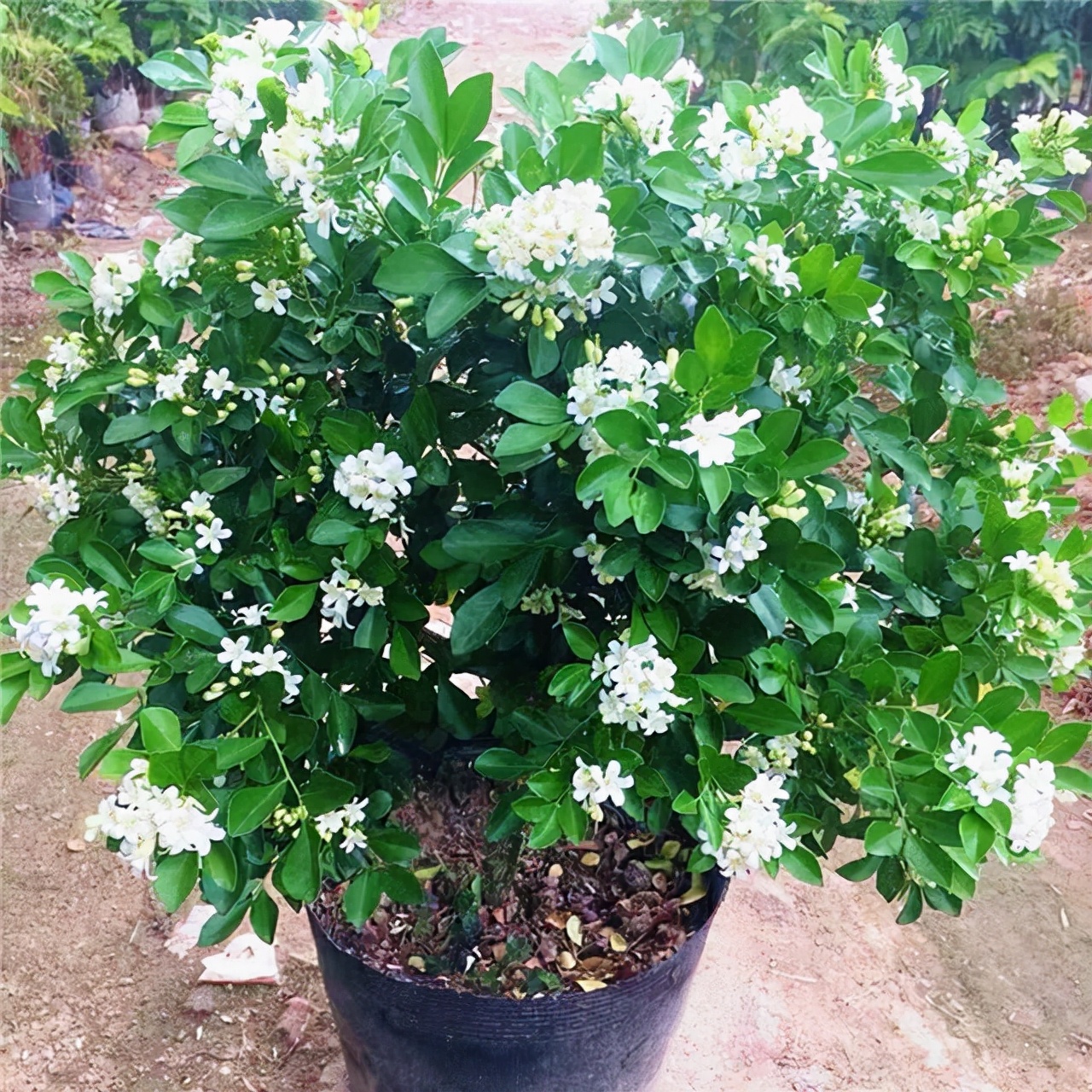 室内香味持久的花卉九里香,水养植物开花九里香