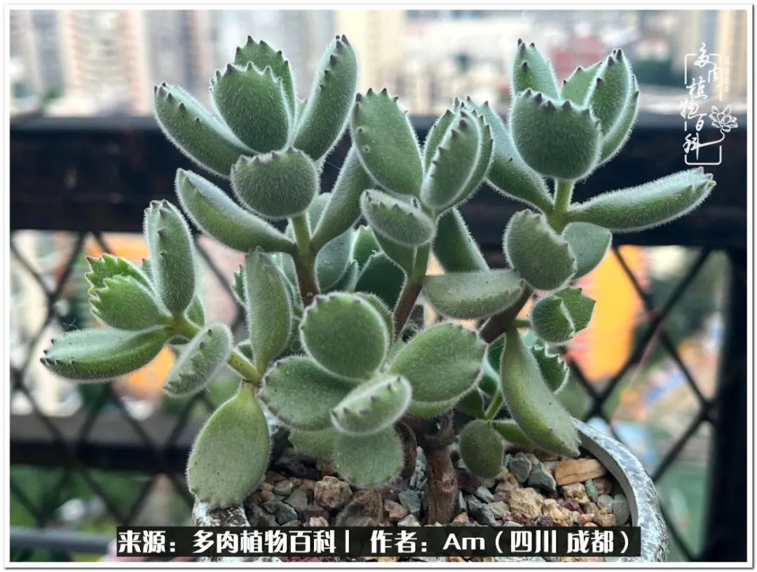 多肉小盆友生活多姿多彩,多肉小精灵福享不停