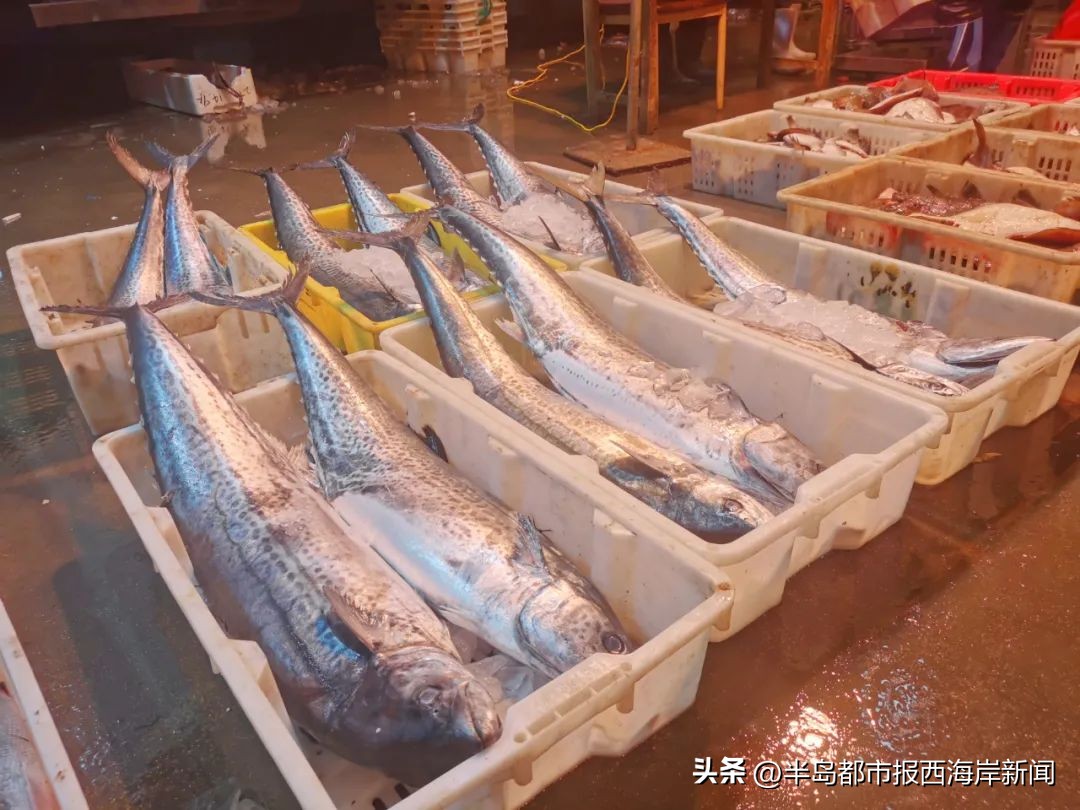 鲜大鲅鱼什么时候上市,大连新鲜鲅鱼上市