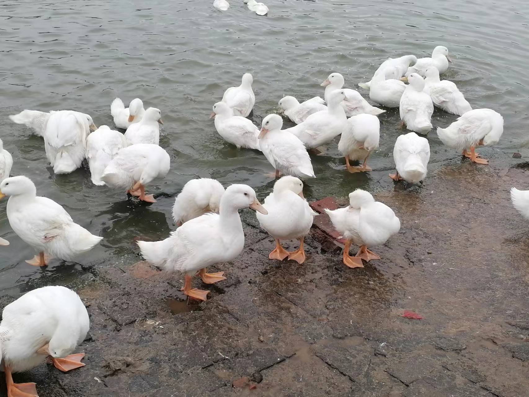 新手养鸡好还是养鸭好,新手养鸭