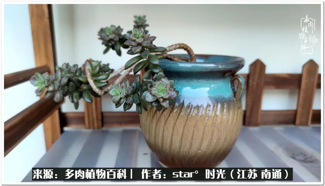 养花草怡心怡情,一棵多肉治愈心情
