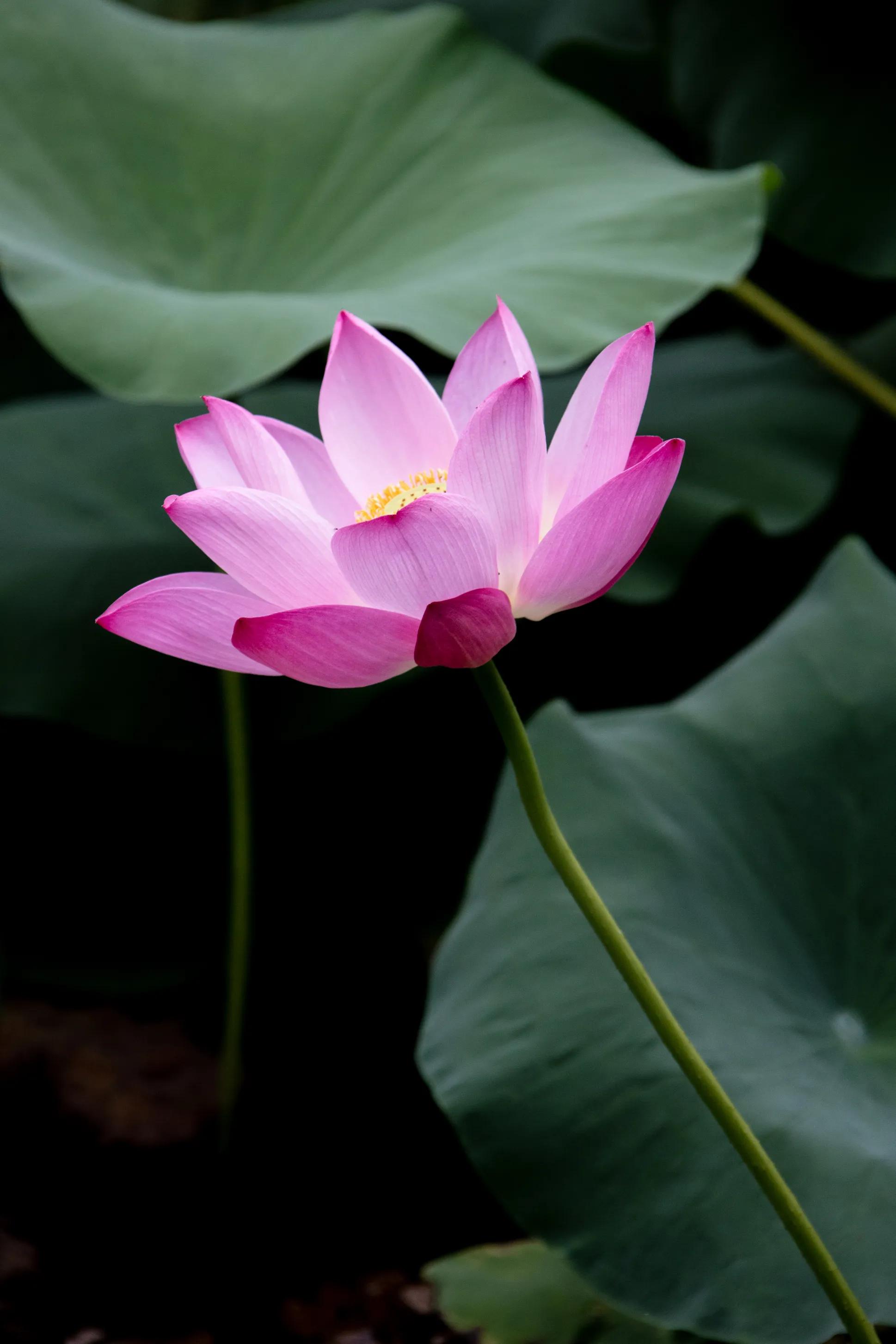 拍荷花最好的花,白洋淀荷花最佳观赏时期